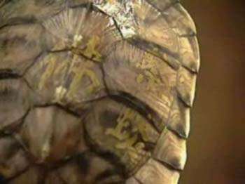 奇!捕魚人巧遇36年前的放生龜