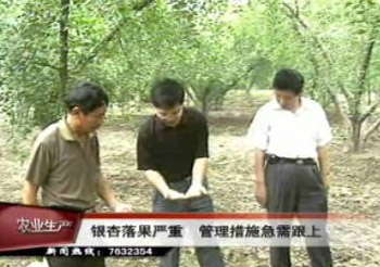 銀杏落果嚴重 管理措施急需跟上