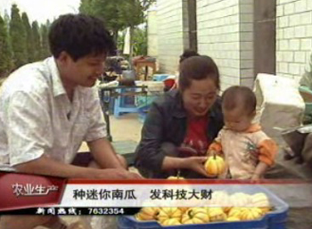 種迷你南瓜 發(fā)科技大財(cái)