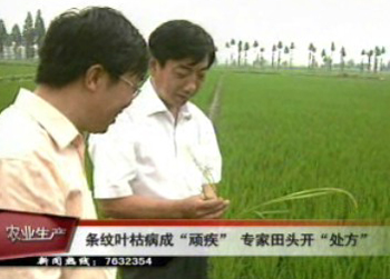 條紋葉枯病成“頑疾” 農(nóng)技專家田頭開“處方”