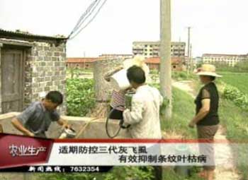 適期防控三代灰飛虱 有效抑制條紋葉枯病