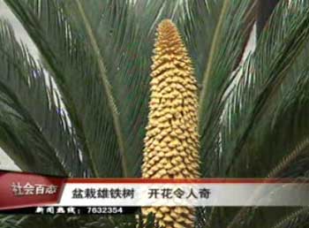 盆栽雄鐵樹 開花令人奇