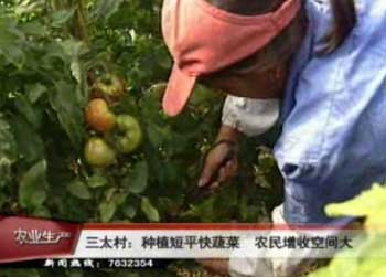 泰興鎮(zhèn)三太村:種植短平快蔬菜效益高