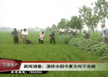 溪橋水稻今夏為何不發病