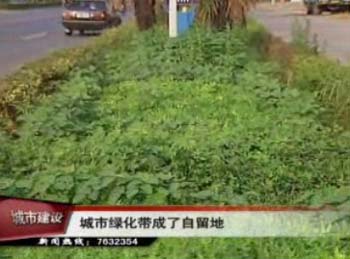 城市綠化帶成了自留地