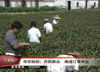 市農(nóng)科所開拓新品 大力推進訂單農(nóng)業(yè)