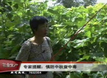 蠶桑專家提醒:慎防中秋蠶中毒