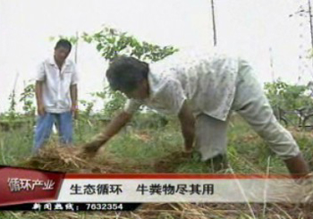 保持生態循環 牛糞物盡其用
