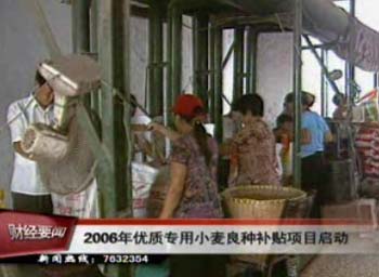 2006年優(yōu)質(zhì)專用小麥良種補(bǔ)貼項(xiàng)目啟動(dòng)