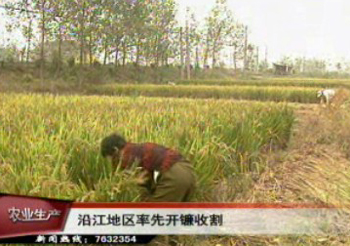 沿江地區水稻率先開鐮