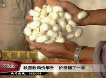 秋繭收購價翻番 養蠶農喜出望外