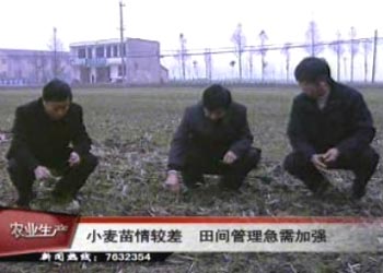 今年小麥苗情較差 田間管理急需加強