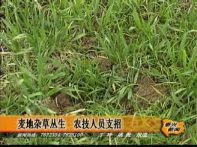 麥地雜草叢生 農技人員支招