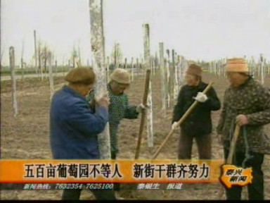 干群齊心全力以赴 不誤葡萄定植佳期