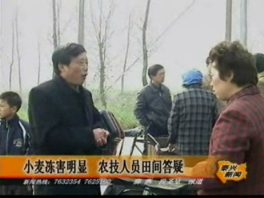 小麥凍害明顯 農技人員田間答疑