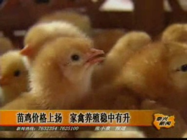 苗雞價(jià)格上揚(yáng) 家禽養(yǎng)殖穩(wěn)中有升