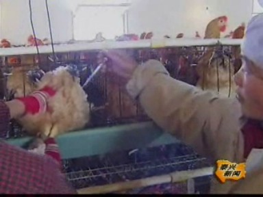 古溪鎮苗雞炕孵形成富民產業