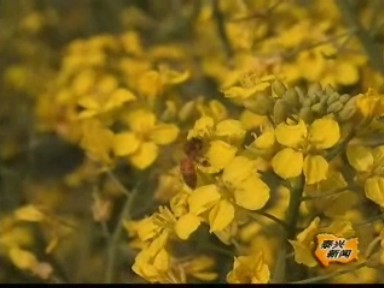 遍地菜花引來(lái)蜜蜂采蜜忙