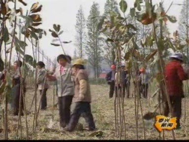 黃橋鎮(zhèn)多渠道投入 綠化面積不斷擴(kuò)增