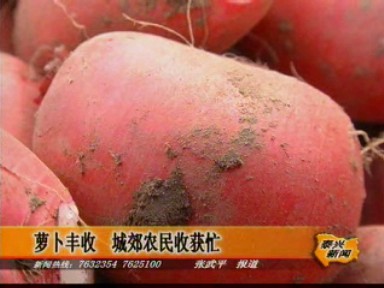 蘿卜豐收 城郊農民收獲忙