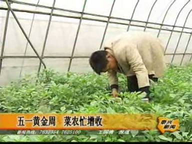 五一黃金周 菜農忙增收