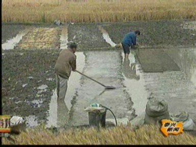 溪橋:統籌安排落谷時間 注重機插秧育秧質量