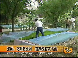 張橋:巧架防蟲(chóng)網(wǎng) 苗床沒(méi)有灰飛虱