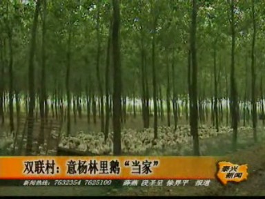雙聯村:意楊林里鵝“當家”