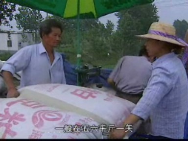 夏糧豐收 糧食經紀人活躍鄉間