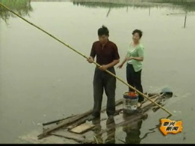 龍蝦育種第一人