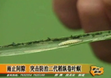 搶抓雨止間隙 突擊防治二代稻縱卷葉螟