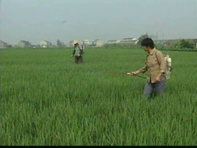 我市各地二次防治三代稻縱卷葉螟