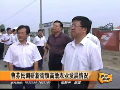 曹蘇民調研新街鎮高效農業發展情況
