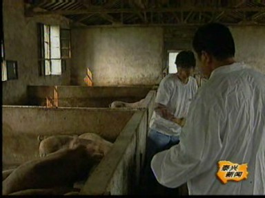 生豬養殖:品種不同 價格懸殊