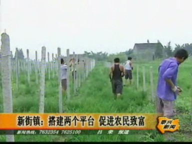 新街鎮:搭建兩個平臺 促進農民致富