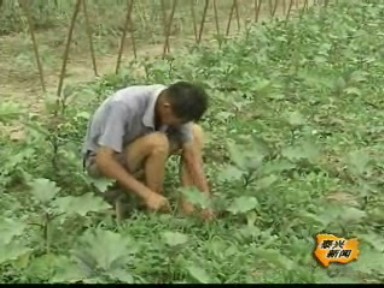 蔬菜生產: 一季定來年 秋茬布局忙