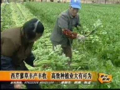 西芹蓼草豐產豐收 高效種植業大有可為