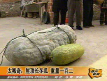 太稀奇:屋頂長冬瓜 重量一百二