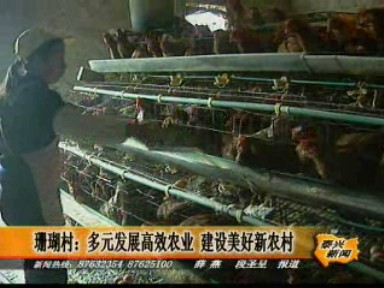 珊瑚村:多元發展高效農業 建設美好新農村