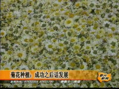 菊花種植:成功之后話發展