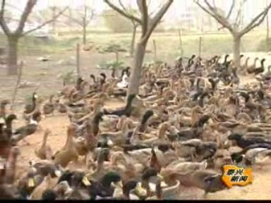 麻鴨養殖富農家