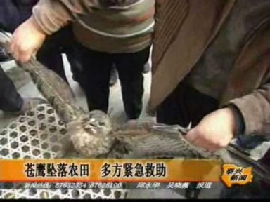 蒼鷹墜落農田 多方緊急救助