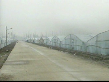 初冬時節 大棚育苗好時候