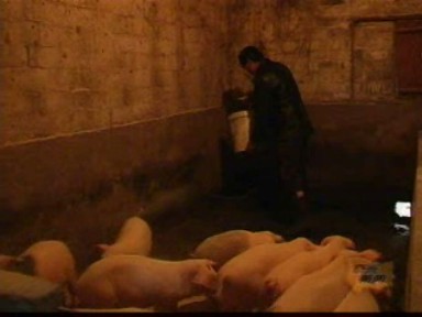 能繁母豬補貼款何時到位?