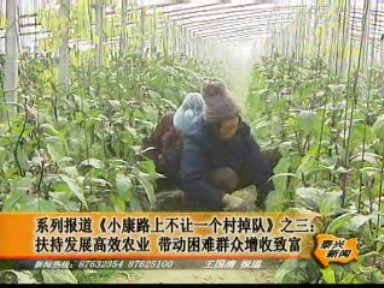 扶持發展高效農業 帶動困難群眾增收致富