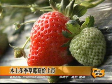 本土冬季草莓高價上市