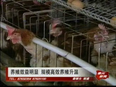 養殖效益明顯 規模高效養殖升溫