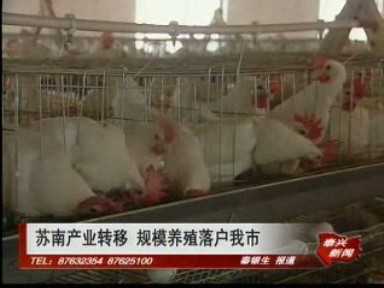 蘇南產業轉移 規模養殖落戶我市