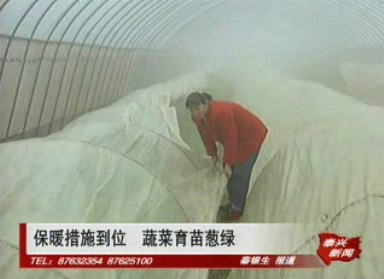 保暖措施到位 蔬菜育苗蔥綠
