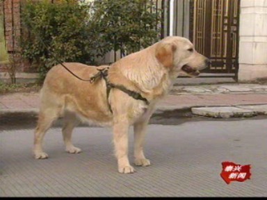 寵物傷人時常發生 規范管理呼之欲出